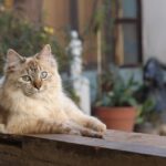 Nombres originales y bonitos para gatas hembras