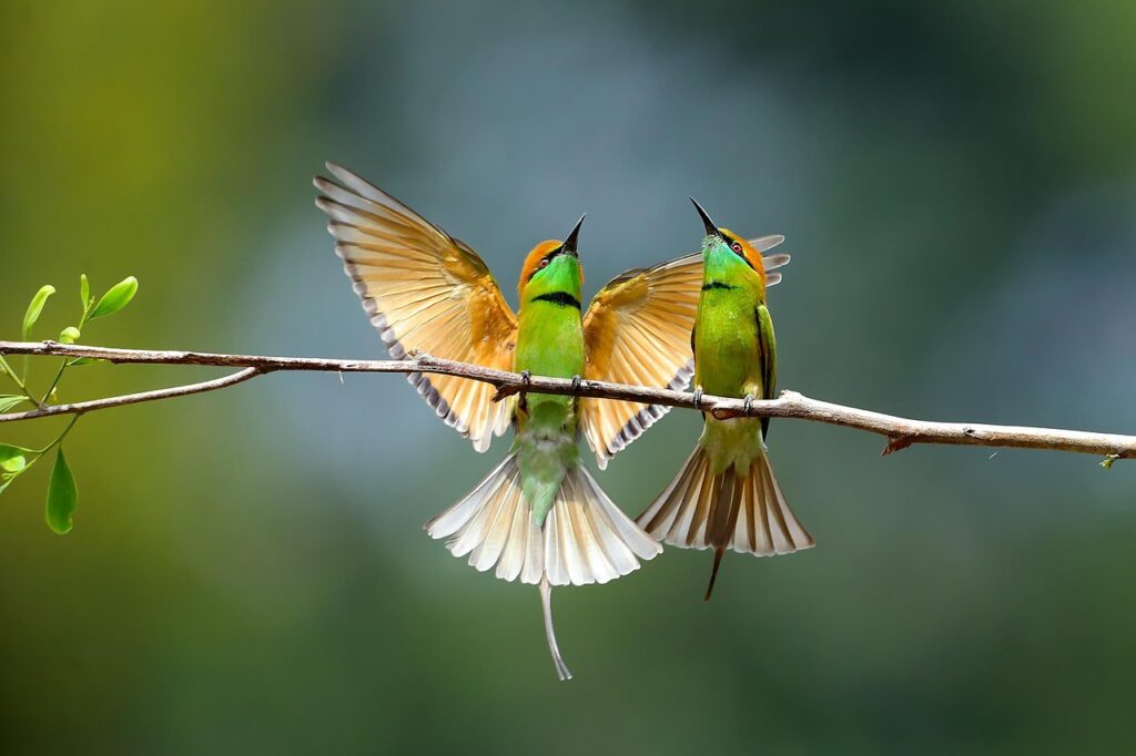 aves