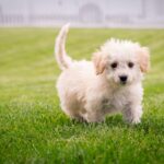 Nombres originales y bonitos para cachorros hembras pequeños