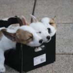 Nombres originales y únicos para cachorros machos
