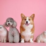 Nombres originales y únicos para mascotas exóticas y domésticas