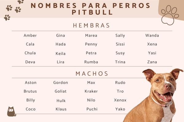 nombres originales y bonitos para pitbull hembra