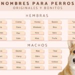 Nombres originales y únicos para cachorros machos y hembras