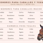 Nombres únicos y elegantes para caballos machos de raza.