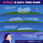 ¿Cómo Se Llama Ese Olor Tan Agradable Que Sentimos Después de la Lluvia?