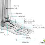 Conoce los Nombres y la Función de Cada Hueso del Pie Humano
