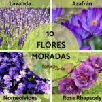 Descubre el Mundo de las Plantas de Color Morado: Nombres y Características