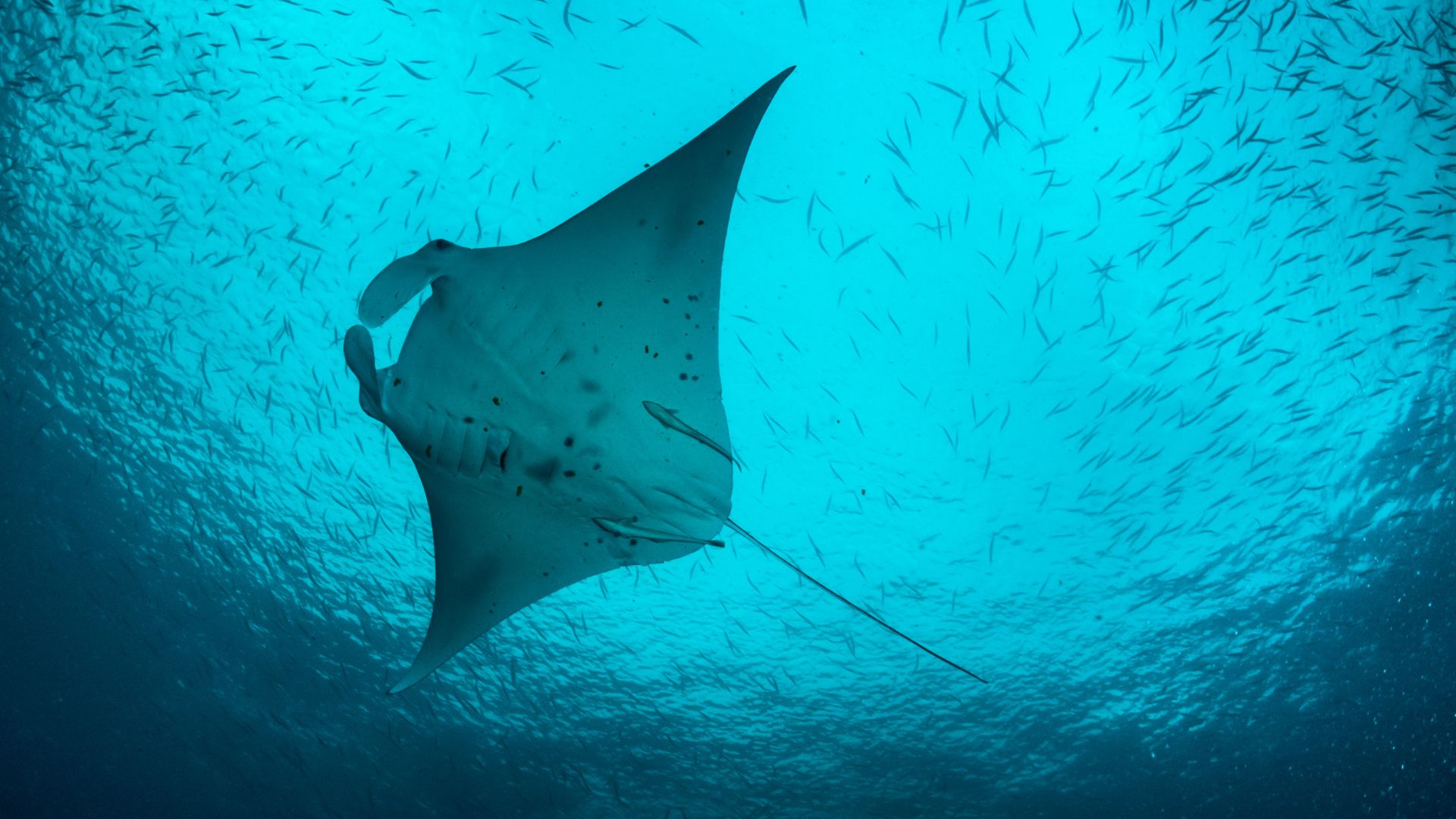 Descubre el Nombre Científico de la Mantarraya: Una Guía Completa