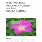 Descubre el Nombre Científico de la Rosa de Castilla: Una Guía Completa