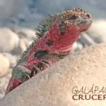 Descubre los Nombres Científicos de Fascinantes Animales de Ecuador