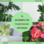 Guía Completa de Plantas de Interior: Fotos y Nombres