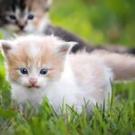 Los Mejores Nombres para Gatas Blancas con Ojos Azules: Una Guía Completa