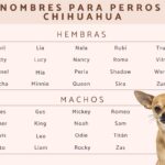 Los Mejores Nombres para Perritas Chihuahua Color Negro: Guía Completa
