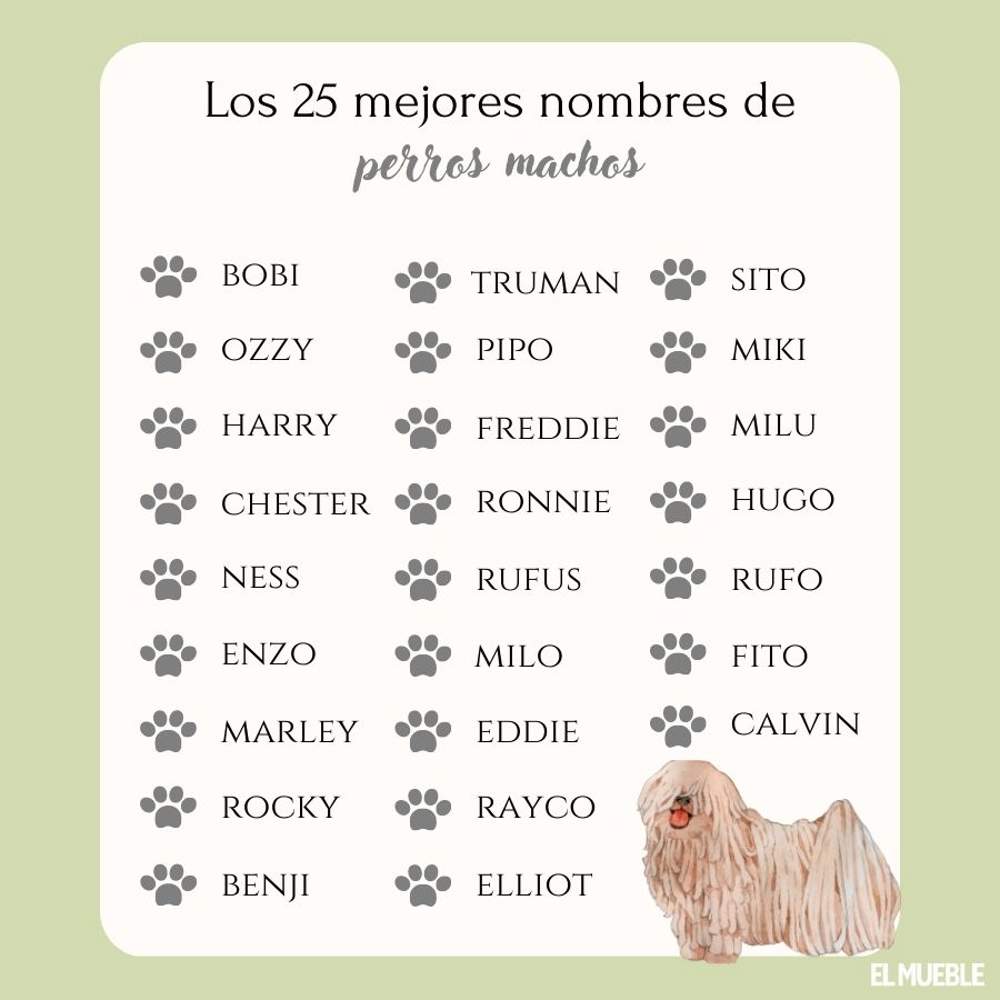 Los Mejores Nombres para Perros de Raza Pequeña: Guía Completa