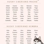 Nombres Bonitos y Originales para Tu Perro Husky Siberiano Macho