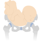 La Posición del Bebé para Nacer: Guía Completa para Padres Expectantes